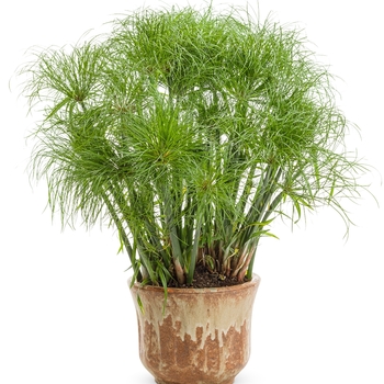 Cyperus papyrus - Graceful Grasses® Prince Tut™