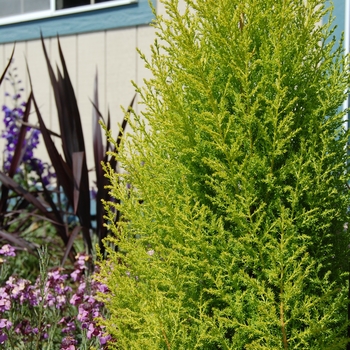 Cupressus macrocarpa 'Wilma Goldcrest' (Monterey Cypress) - Lemon Cypress