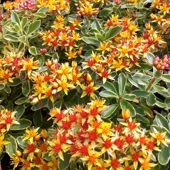 Sedum kamtschaticum f. variegatum - Stonecrop 'Russian'