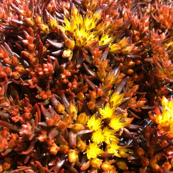 Sedum hakonense - Stonecrop 'Chocolate Ball'