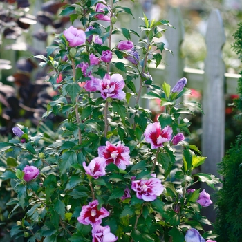 Hibiscus syriacus 'Purple Pillar® - Rose of Sharon