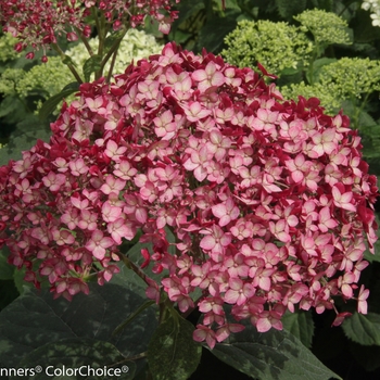 Hydrangea arborescens - Invincibelle® Ruby