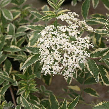 Sambucus nigra 'Instant Karma®' - Variegated Black Elderberry