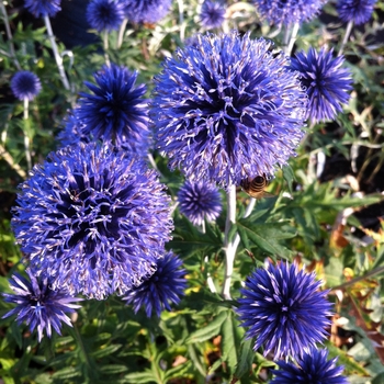 Echinops ritro - Globe Thistle 