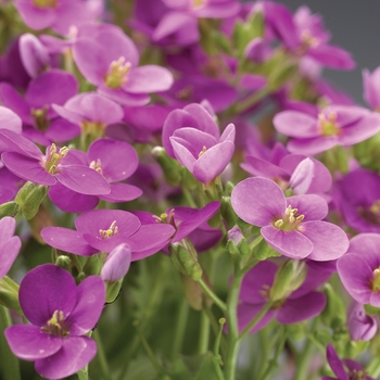 Arabis caucasica - Rock Cress 'Little Treasure Series'