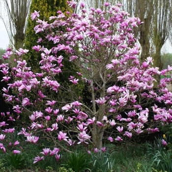 Magnolia - Magnolia 'Susan'