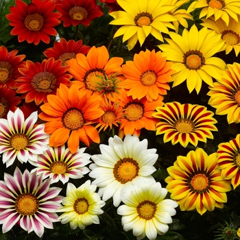 Gazania rigens - Gazania 'Big Kiss Mix'