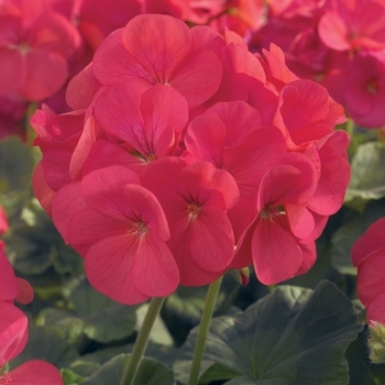 Pelargonium x hortorum (Zonal Geranium) - Geranium 'Moonlight Coral'