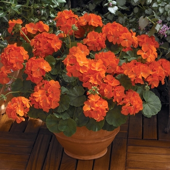 'Maverick Orange' - Seed Geranium