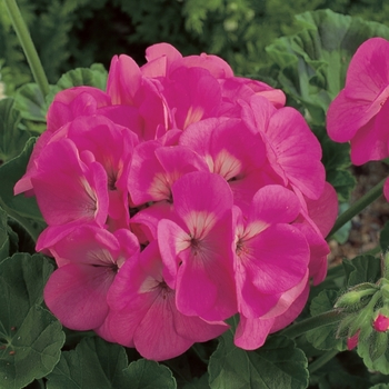 'Maverick Pink' - Seed Geranium