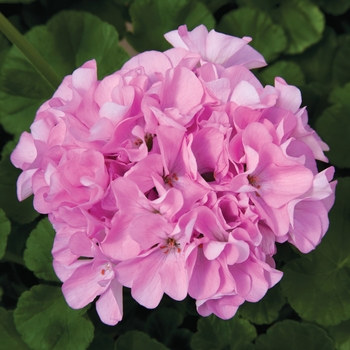 Seed Geranium - Geranium 'Maverick Quicksilver'