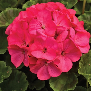 'Maverick Rose' - Seed Geranium