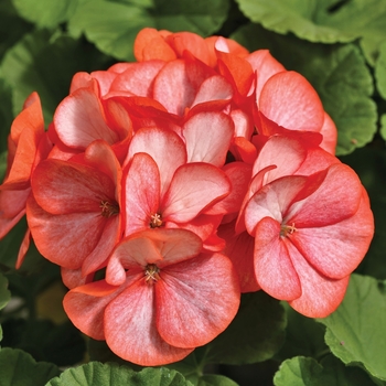 Seed Geranium - Geranium 'Maverick Scarlet Picotee'