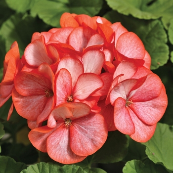 'Maverick Scarlet Picotee' - Seed Geranium