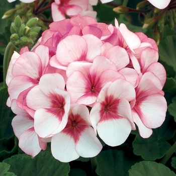 'Maverick Star' - Seed Geranium