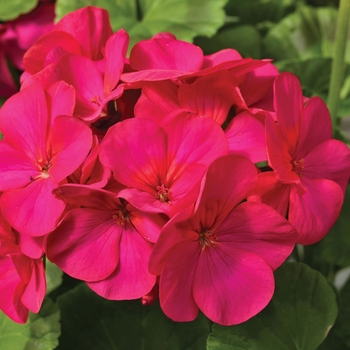 'Maverick Violet' - Seed Geranium