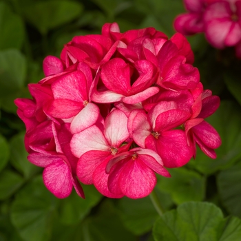 'Maverick Violet Picotee' - Seed Geranium