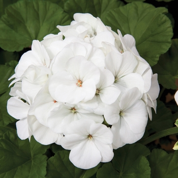 'Maverick White' - Seed Geranium
