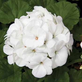 Seed Geranium - Geranium 'Maverick White'