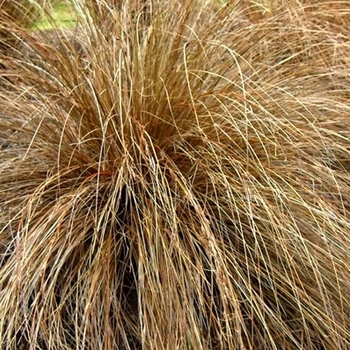 Carex flagellifera 'Kiwi' - Kiwi Weeping Sedge