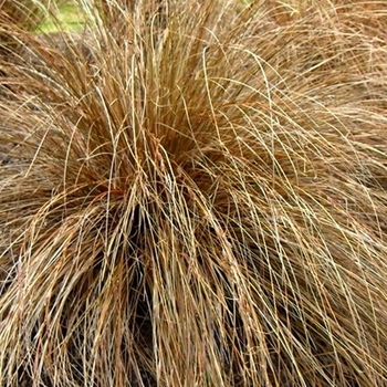 Carex flagellifera - Sedge 'Kiwi'