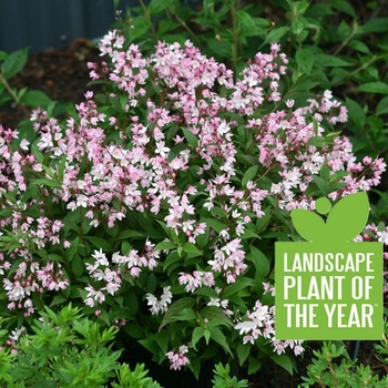Deutzia - Deutzia 'Yuki Cherry Blossom'