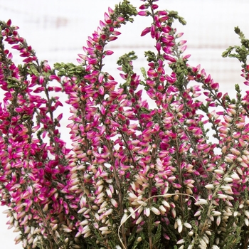 Calluna Vulgaris - Heather 'Summer Flowering Varieties'