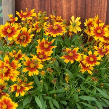 Coreopsis hybrida - Tickseed 'UpTick Gold Bronze'