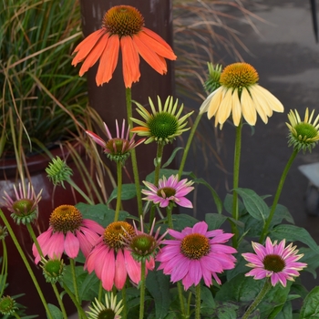 Echinacea - Coneflower 'Multiple Varieties' 