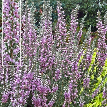 Calluna vulgaris 'Silver Knight' - Calluna 'Silver Knight'