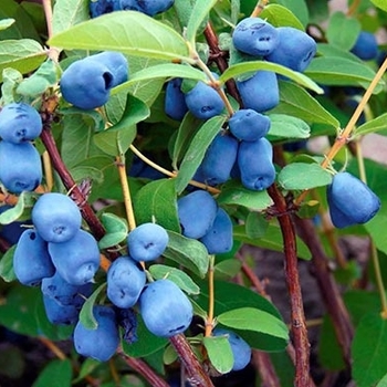 Lonicera caerulea - Haskap 'Borealis'