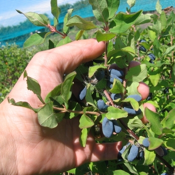 Lonicera caerulea - Haskap 'Berry Blue'