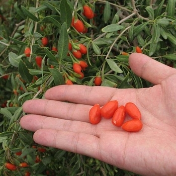 Lycium 'Big Life Berry' - Goji Berry 'Big Life Berry'