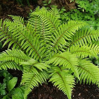 Polystichum polyblepharum - Fern 'Tassel'