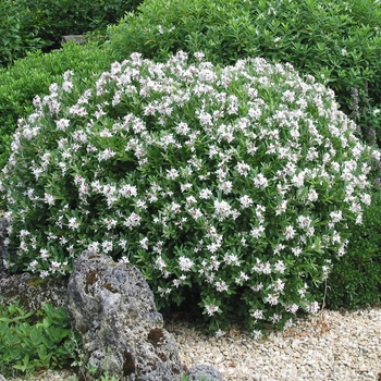 Daphne (Rock Daphne) - Daphne 'Eternal Fragrance'