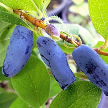 Lonicera caerulea - Haskap 'Aurora and Borealis' Combo