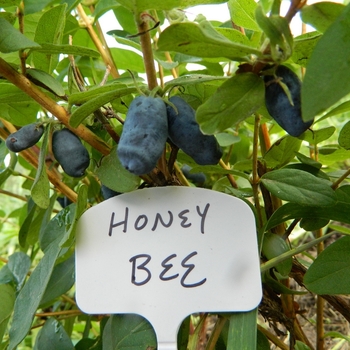 Lonicera caerulea - Haskap 'Honey Bee'