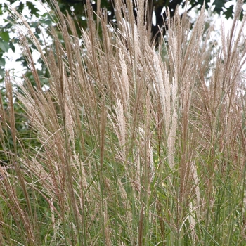 Miscanthus - Miscanthus 'Dwarf Maiden Grass'