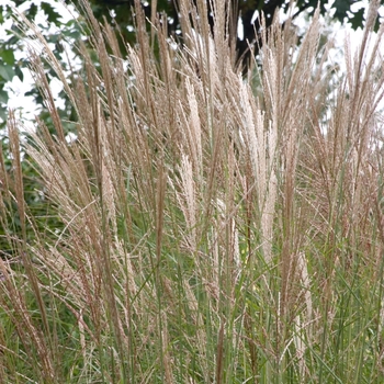 Miscanthus - Maiden Grass 'Dwarf'