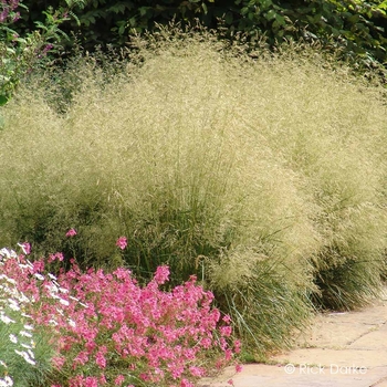 Deschampsia - Hair Grass 'Gold Dew'