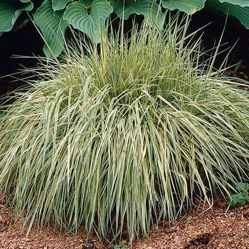 Molina - Variegated Moor Grass