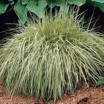 Molina - Moor Grass 'Variegated'