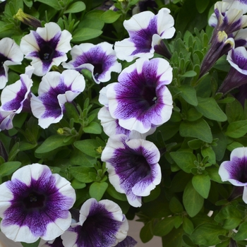 Petunia Potunia 'Purple Halo' - Petunia