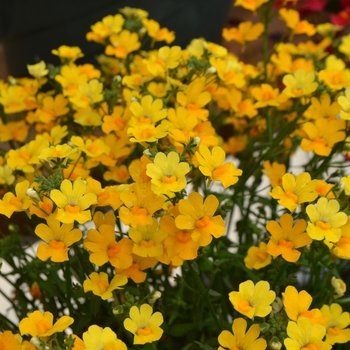 Nemesia fruticans - Nemesia 'Delight'