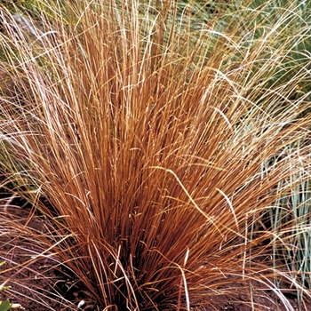 Carex - Sedge 'Leatherleaf'
