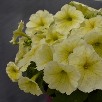 Petunia hybrid - Petunia 'Surfinia Yellow'