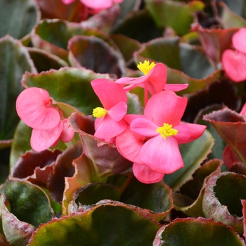 Begonia semperflorens 'Tequila' - Cocktail® Wax Begonia