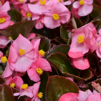 Begonia semperflorens (Wax Begonia) - Begonia 'Cocktail Gin' 