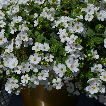 Sutera cordata - Bacopa 'MegaCopa White'
