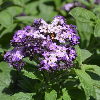 Heliotropium arborescens - Heliotrope 'Sachet'